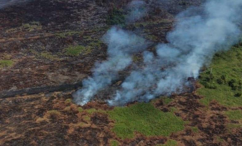 Karhutla Masuk Taman Nasional Berbak Sembilang, 99,2 Hektare Kawasan Terbakar